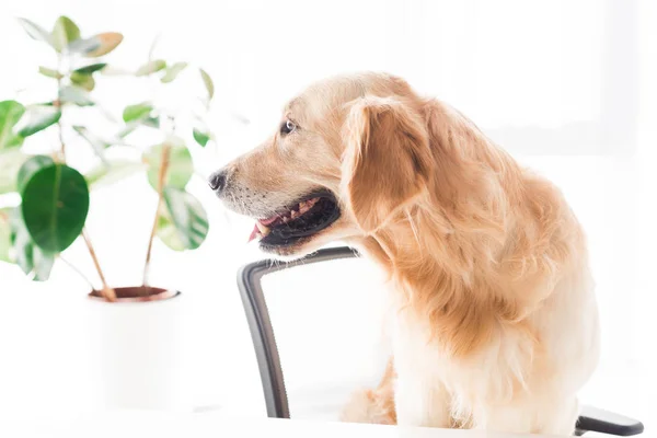 Golden retriever dog looking on plant, selective focus — Stock Photo