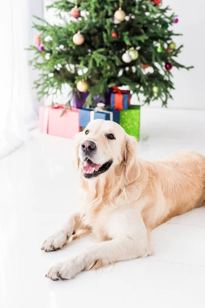 Golden retriever deitado no chão perto da árvore de natal — Fotografia de Stock