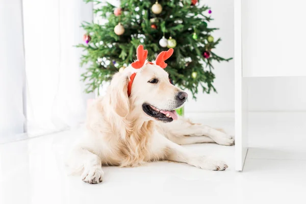 Собака с красными рогами оленя лежит на полу возле рождественской елки — стоковое фото