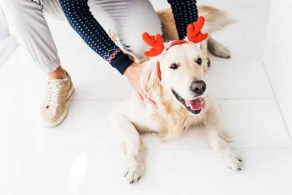 Hombre en jersey de navidad acariciando perro golden retriever en cuernos de venado de navidad - foto de stock