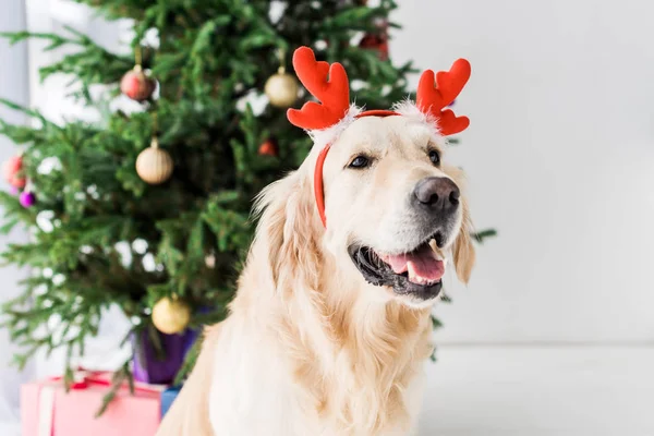 Golden retriever with deer horns sitting next to christmas tree — Stock Photo