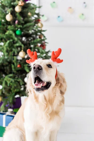 Собака с красными рогами оленя сидит рядом с рождественской елкой — стоковое фото