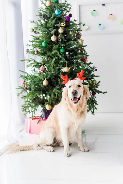 Golden retriever avec cornes de cerf assis sur le sol près de l'arbre de Noël — Photo de stock