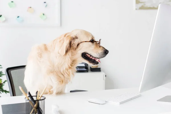 Negocio perro golden retriever en gafas en el espacio de trabajo - foto de stock