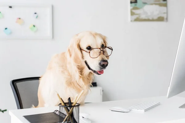 Золотой ретривер в очках в офисе — стоковое фото