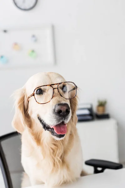 Negocio golden retriever perro en gafas en el lugar de trabajo - foto de stock