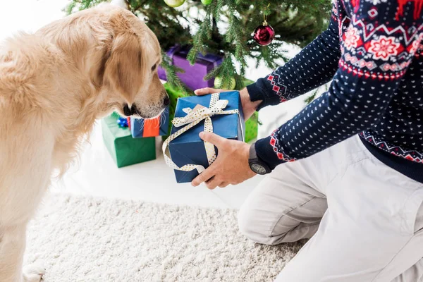 Cropped view of man in giving christmas gift box to golden retriever — Stock Photo