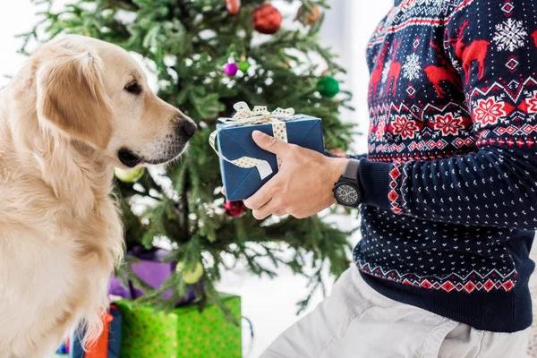 Обрезанный вид человека в рождественском свитере, дарящего подарок золотистому ретриверу — стоковое фото