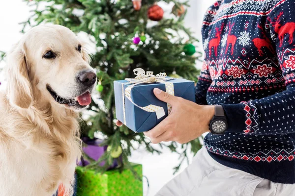 Homem em camisola de Natal dando caixa de presente azul para cão — Fotografia de Stock