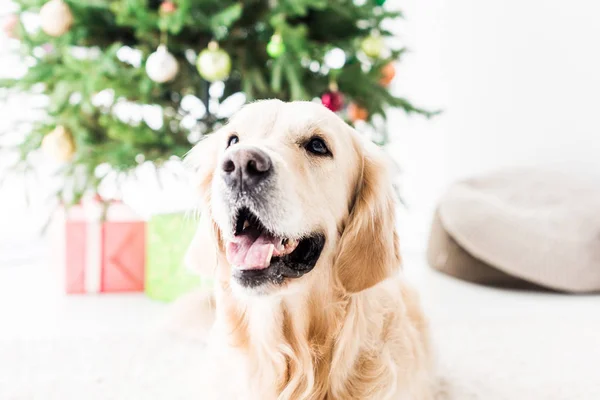 Happy golden retriever, selective focus of christmas tree — Stock Photo