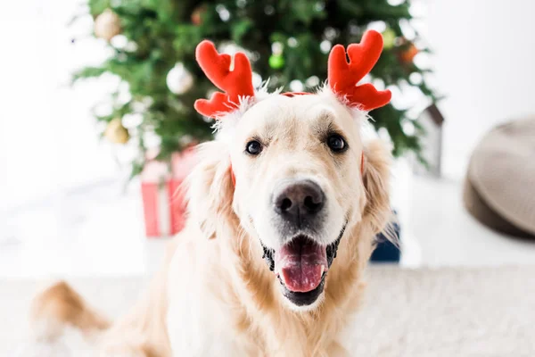 Perro con cuernos de ciervo, enfoque selectivo del árbol de Navidad — Stock Photo