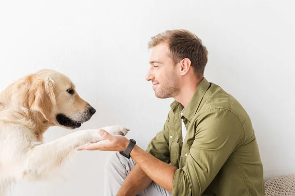 Golden retriever perro dando pata al hombre feliz contra la pared blanca - foto de stock