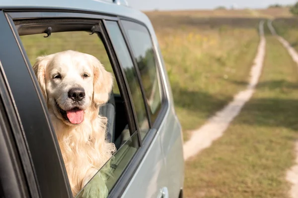 Perro golden retriever mirando por la ventana del coche en el campo - foto de stock