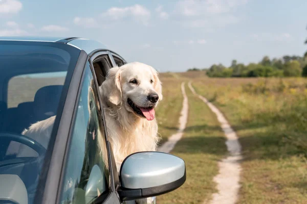 Lindo perro golden retriever mirando por la ventana del coche en el campo - foto de stock