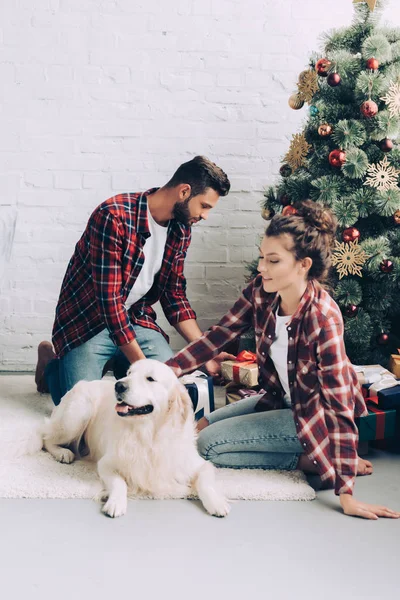 Young woman petting adorable golden retriever while her boyfriend putting gift box under christmas tree at home — Stock Photo