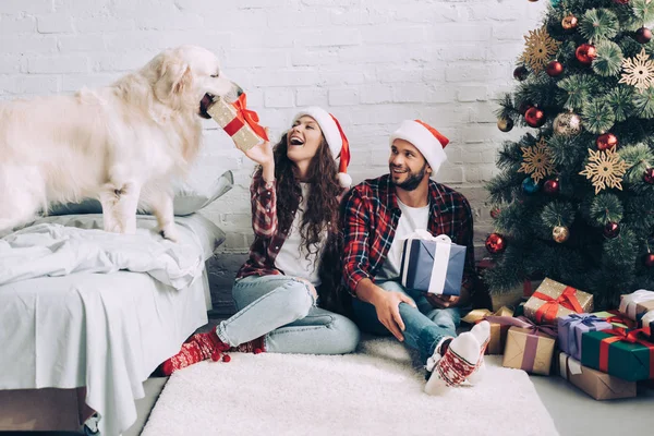 Laughing girl in santa hat putting present box in mouth of golden retriever while her boyfriend sitting near at home — Stock Photo