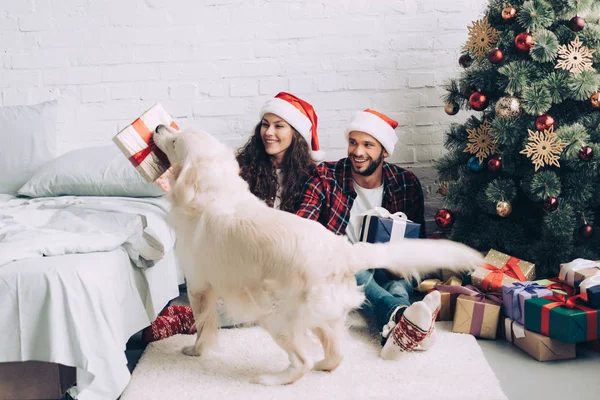 Golden retriever con caja de regalo en boca de pie cerca de pareja feliz en sombreros de santa en Navidad en casa - foto de stock