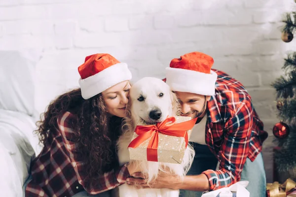 Smiling young couple in santa hats embracing cute golden retriever with gift box in mouth at home — Stock Photo