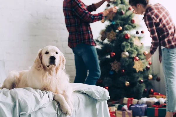 Selective focus of cute golden retriever sitting on bed while couple decorating christmas tree behind at home — Stock Photo