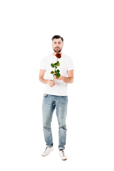 Handsome young adult man holding red rose isolated on white — Stock Photo