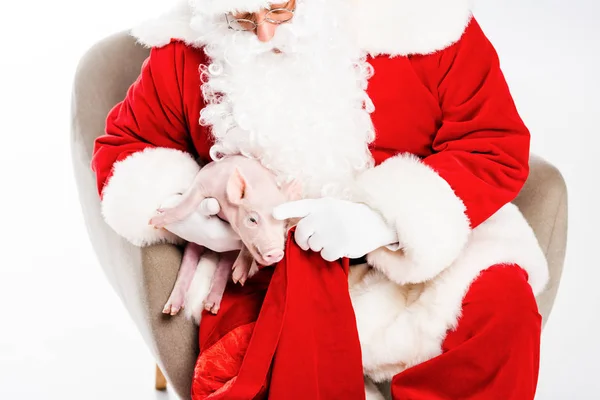 Papai Noel sentado em poltrona e acariciando porquinho isolado em branco — Fotografia de Stock