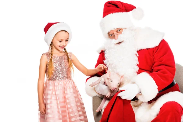 Санта-Клаус и маленький ребенок ласкают поросенка и смотрят в камеру вместе изолированы на белом — стоковое фото