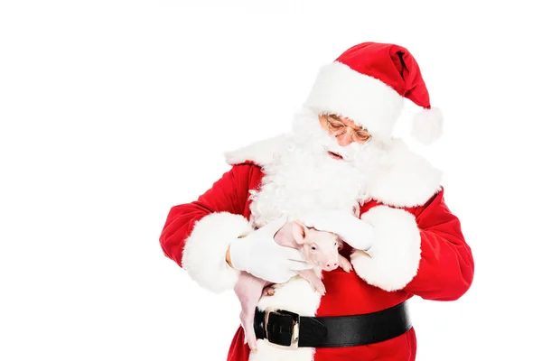 Santa claus holding little pig and petting her isolated on white — Stock Photo