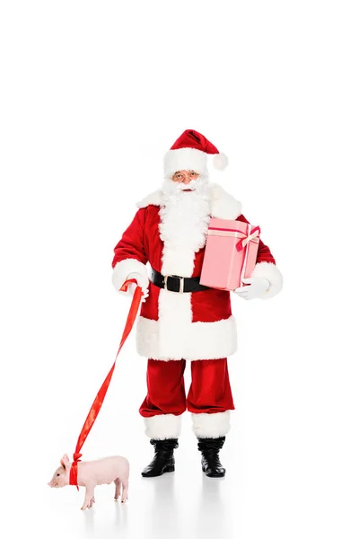 Weihnachtsmann mit Geschenkbox und angeleintem Schweinchen isoliert auf weiß — Stockfoto