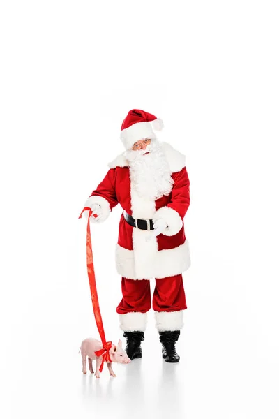 Engraçado santa claus com leashed porquinho isolado no branco — Fotografia de Stock