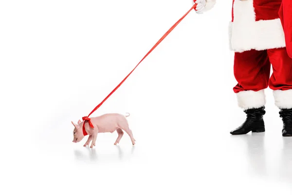 Abgeschnittene Aufnahme von Weihnachtsmann mit angeleintem Schweinchen isoliert auf weiß — Stockfoto