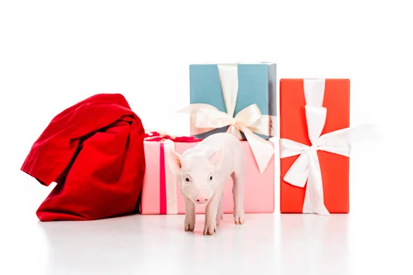 Cute little piglet and red bag near christmas gifts isolated on white — Stock Photo