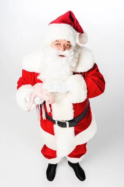 Visão de alto ângulo de santa claus segurando pequeno porco bonito e olhando para a câmera isolada no branco — Fotografia de Stock