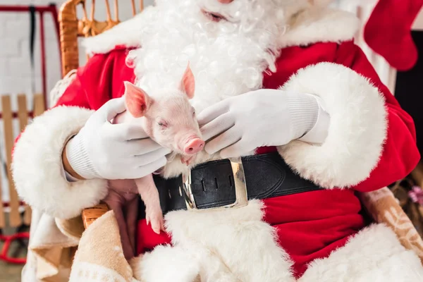 Cropped shot of santa holding pig and sitting in rocking chair — Stock Photo