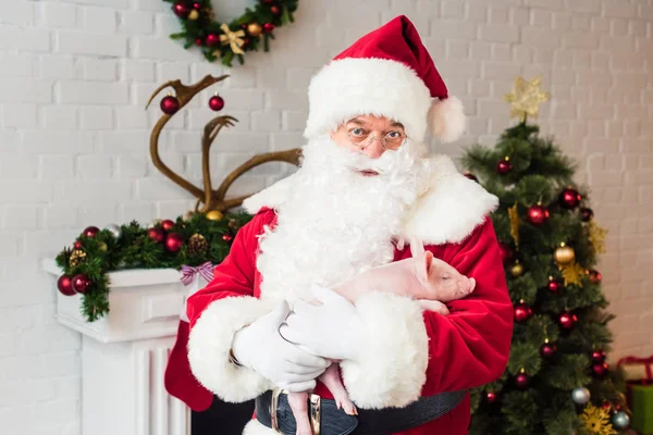 Weihnachtsmann hält entzückendes Schwein in der Hand und blickt in die Kamera — Stockfoto