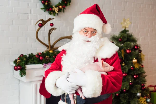 Santa claus holding adorable pig and looking at camera — Stock Photo