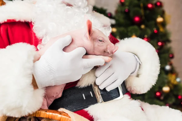 Nahaufnahme Teilansicht des Weihnachtsmannes mit entzückendem Schweinchen — Stockfoto