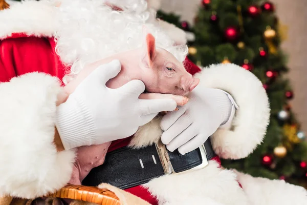 Close-up partial view of santa holding adorable little pig — Stock Photo