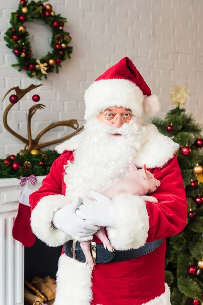 Santa claus segurando bonito porco e olhando para a câmera — Fotografia de Stock