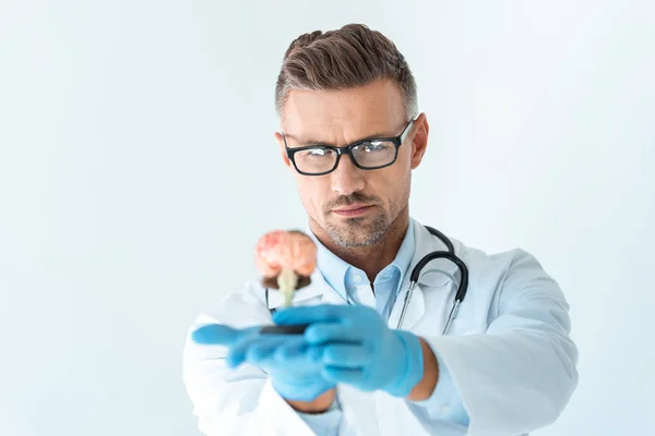 Селективный фокус красивого врача, смотрящего на модель мозга, изолированную на белом — стоковое фото