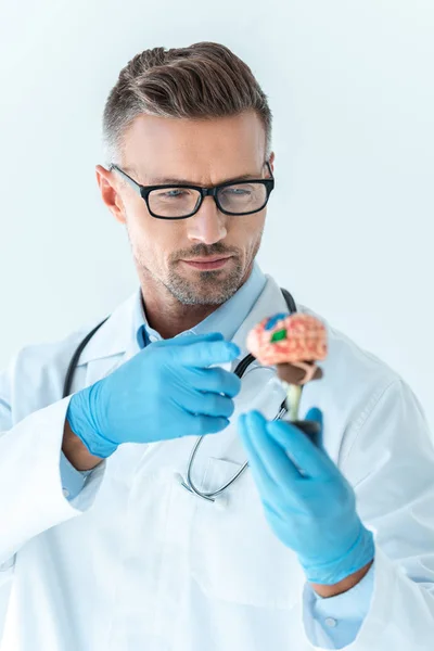 Selective focus of handsome doctor pointing on brain model isolated on white — Stock Photo