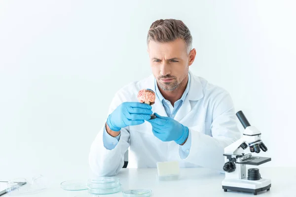 Handsome scientist looking at brain model isolated on white — Stock Photo