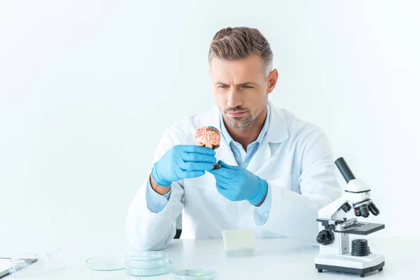 Cientista bonito olhando para o modelo do cérebro isolado no branco — Fotografia de Stock