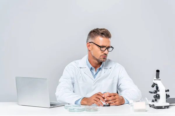 Schöner Wissenschaftler mit Gehirnmodell und Blick auf Mikroskop isoliert auf weiß — Stockfoto