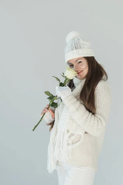 Attraktive Frau in modischem Winterpullover und Schal schnüffelt weiße Rose und blickt vereinzelt in die Kamera — Stockfoto