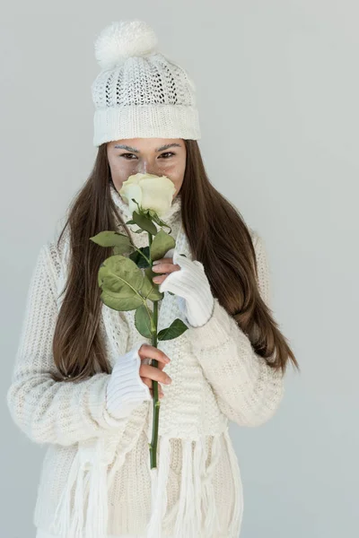 Красива дівчина в модному зимовому светрі і шарфі нюхає білу троянду і дивиться на камеру ізольовано на білому — стокове фото