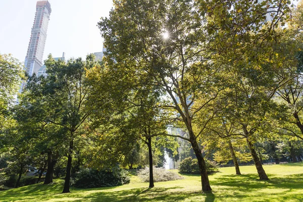 Міська сцена з деревами в міському парку і хмарочосах в Нью-Йорку, США — стокове фото