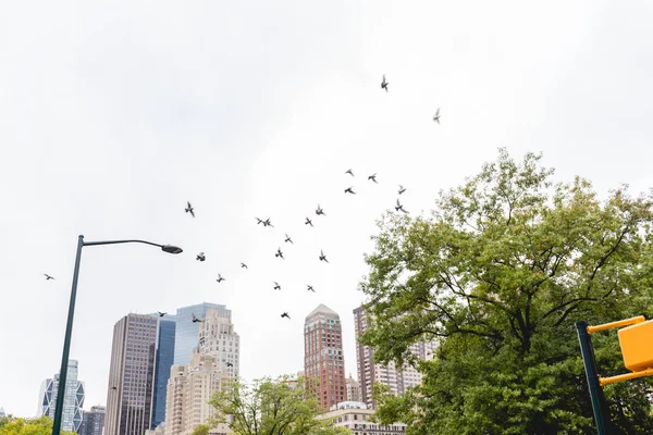 Міська сцена з літаючими птахами і деревами в міському парку і хмарочосах в Нью-Йорку, США — стокове фото