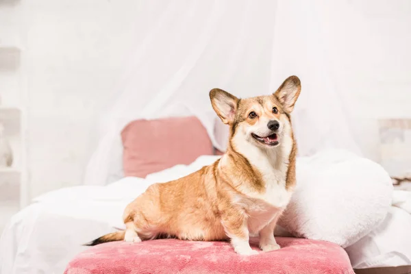 Милий пемброк валлійський коргі сидить на ліжку вдома — стокове фото