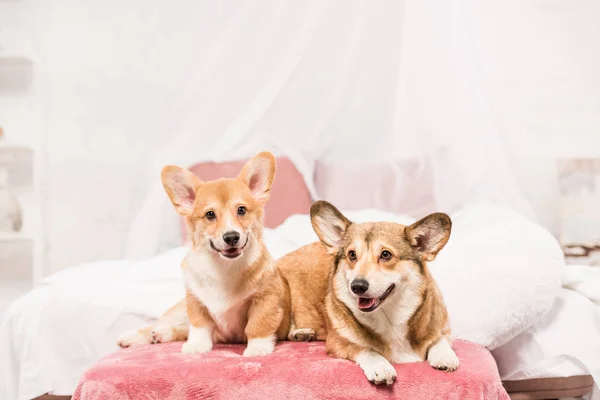 Adorable pembroke welsh corgi dogs lying on bed at home — Stock Photo