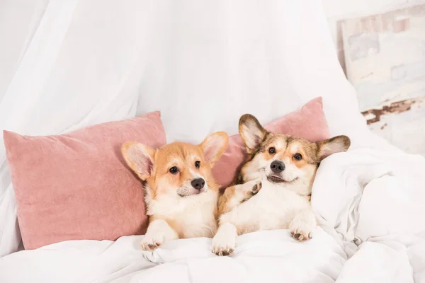 Funny pembroke welsh corgi dogs lying in bed at home — Stock Photo